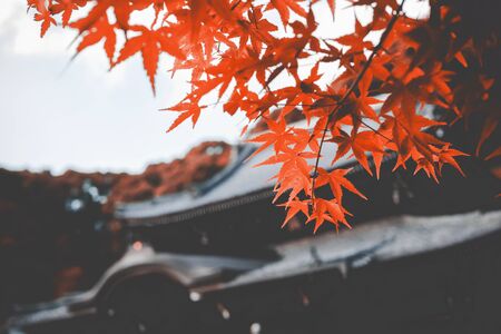 【秋】紅葉ドライブ：日本全国の絶景紅葉ロード10選