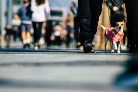 歩行者保護強化のための道路交通法改正